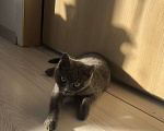 Кошки в Челябинске: Британская кошка  Девочка, Бесплатно - фото 1