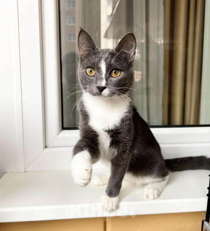 Кошки в Москве: Грациозная кошечка Мусико в добрые руки Девочка, Бесплатно - фото 2