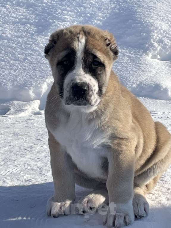 Собаки в Москве: Среднеазиатская овчарка, алабай, щенок Девочка, Бесплатно - фото 2