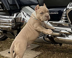Собаки в Москве: Американский булли щенок Мальчик, Бесплатно - фото 1