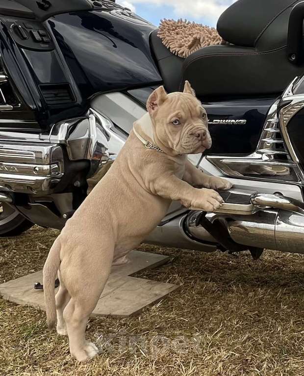 Собаки в Москве: Американский булли щенок Мальчик, Бесплатно - фото 1