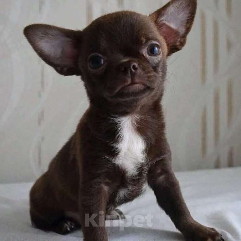 Собаки в Москве: Девочка чихуа Девочка, 30 000 руб. - фото 1