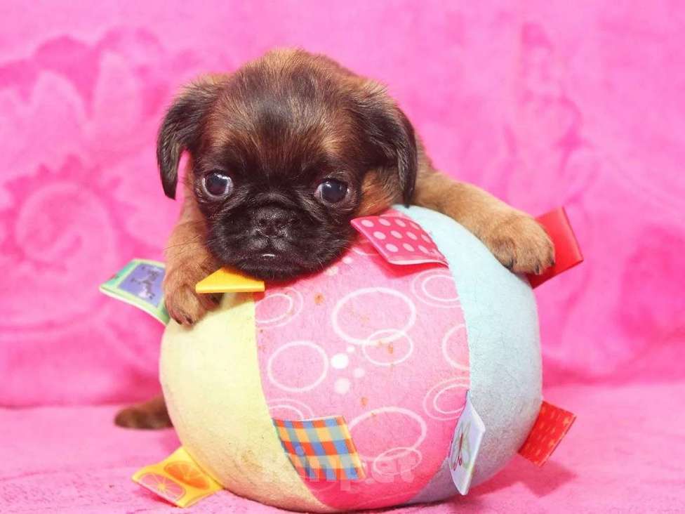 Собаки в Санкт-Петербурге: Очаровашка Девочка, 80 000 руб. - фото 1