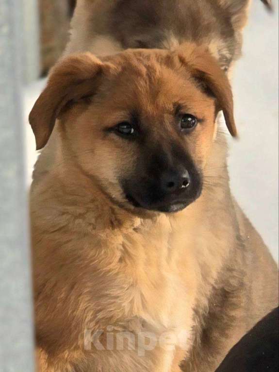 Собаки в Москве: Щенок Лика ищет дом Девочка, Бесплатно - фото 5