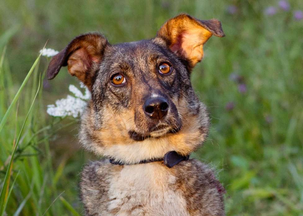 Собаки в Москве: Небольшая собачка в добрые руки! Девочка, Бесплатно - фото 2