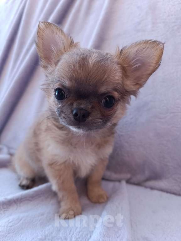 Собаки в Ярославле: Щенок чихуахуа Мальчик, 25 000 руб. - фото 2