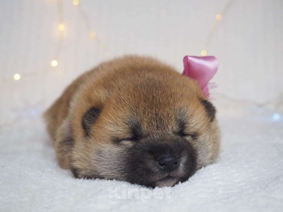 Собаки в Москве: Щенки сиба  Мальчик, 30 000 руб. - фото 4