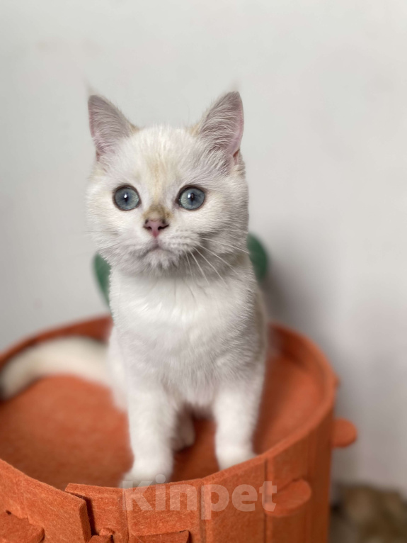 Кошки в Москве: Шотландские котята  Девочка, 25 000 руб. - фото 2