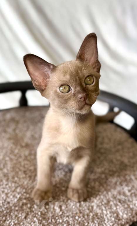 Кошки в Москве: Бурманская девочка Диор. Бронирование! Девочка, 65 000 руб. - фото 3