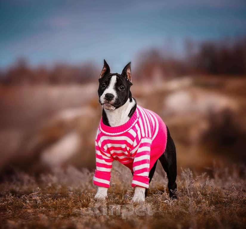 Собаки в Москве: Красивая девочка амстаффа  Девочка, 60 000 руб. - фото 3