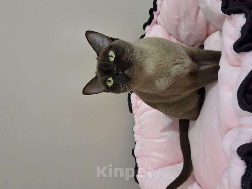 Кошки в Москве: Бупманская Девочка, Бесплатно - фото 2