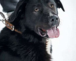 Собаки в Москве: Красавец Тедди, суперпозитивный молодой пес в добрые руки Мальчик, Бесплатно - фото 6