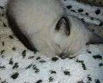 Кошки в Североморске: Котенок в добрые рук, 20 руб. - фото 3