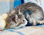 Кошки в Москве: Пушистый котенок - подросток Мартин ищет надежных хозяев. Мальчик, Бесплатно - фото 2