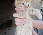 Кошки в Туймазы: Котята 4 шт Мальчик, Бесплатно - фото 1