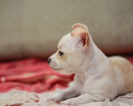 Собаки в Туле: Чихуахуа щенок Мальчик, 7 000 руб. - фото 6