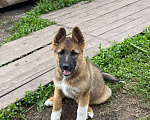 Собаки в Первоуральске: Щенки Девочка, 2 руб. - фото 3