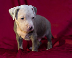 Собаки в Туапсе: Американские стаффордширские терьеры (2 месяца) Мальчик, 10 000 руб. - фото 1
