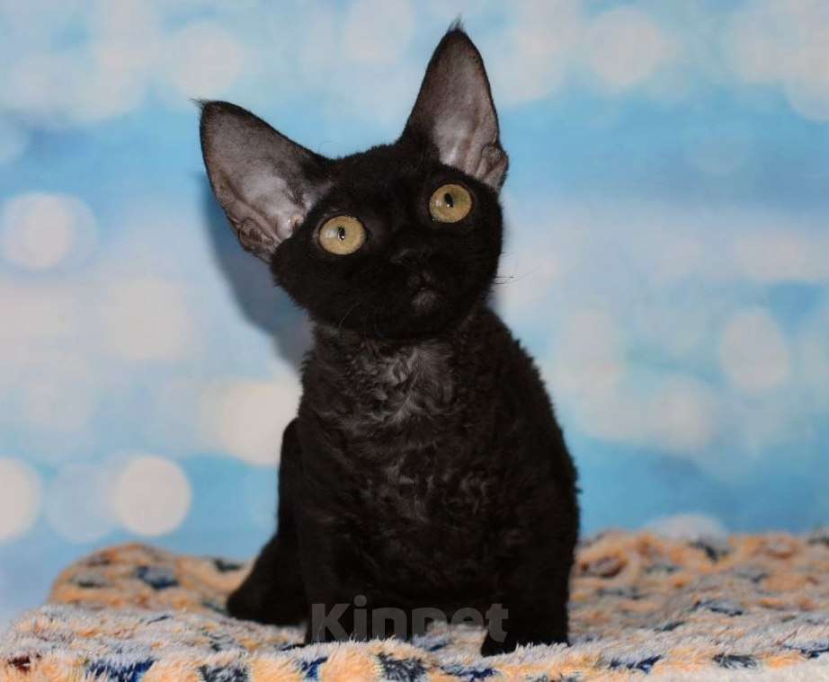 Кошки в Москве: Девочка редкой породы Девочка, 100 000 руб. - фото 3