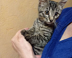Кошки в Одинцово: Котёнок Люсси ищет дом Девочка, 100 руб. - фото 8