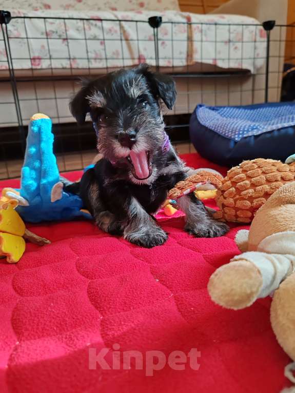 Собаки в Москве: Щенки цвергшнауца окраса черный с серебром. Разнополые, Бесплатно - фото 3