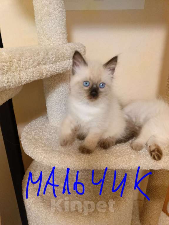 Кошки в Санкт-Петербурге: Котята Невская маскарадная Мальчик, 10 000 руб. - фото 5