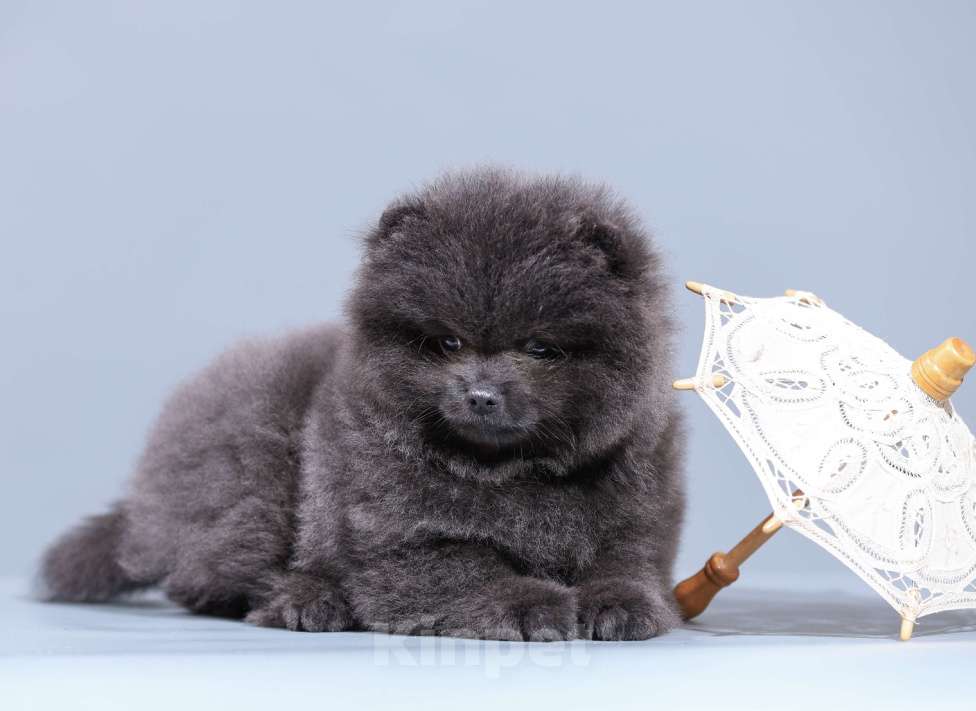Собаки в Нижнем Новгороде: Голубой медведь Мальчик, 25 000 руб. - фото 3