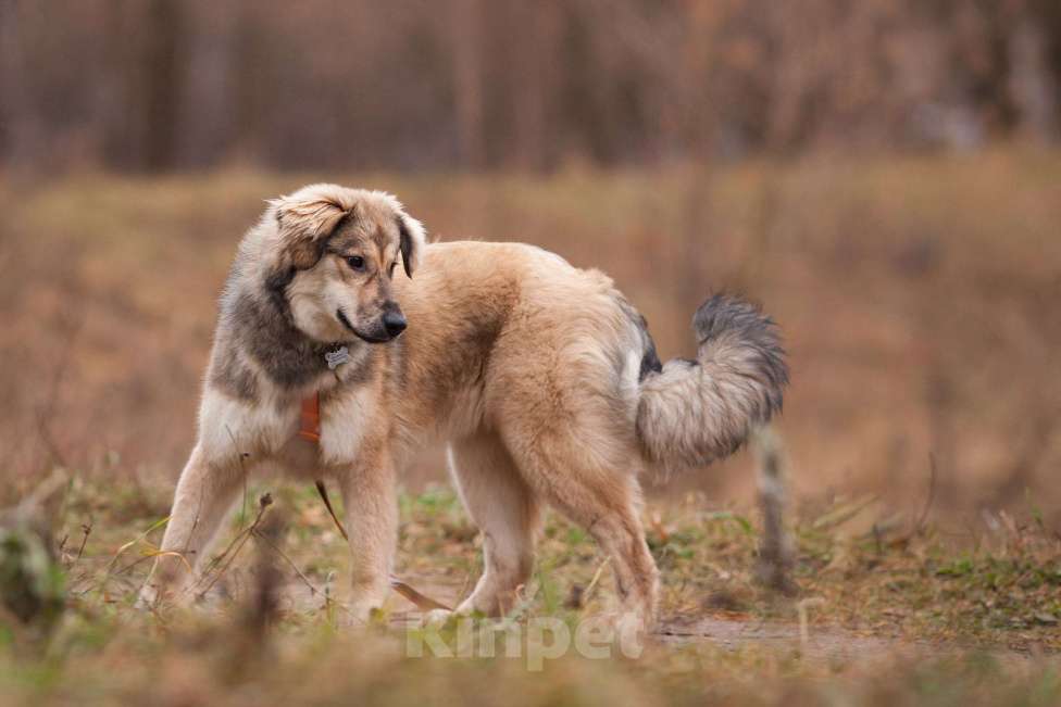 Собаки в Москве: Милашка Буся ждëт тебя.  Девочка, Бесплатно - фото 7