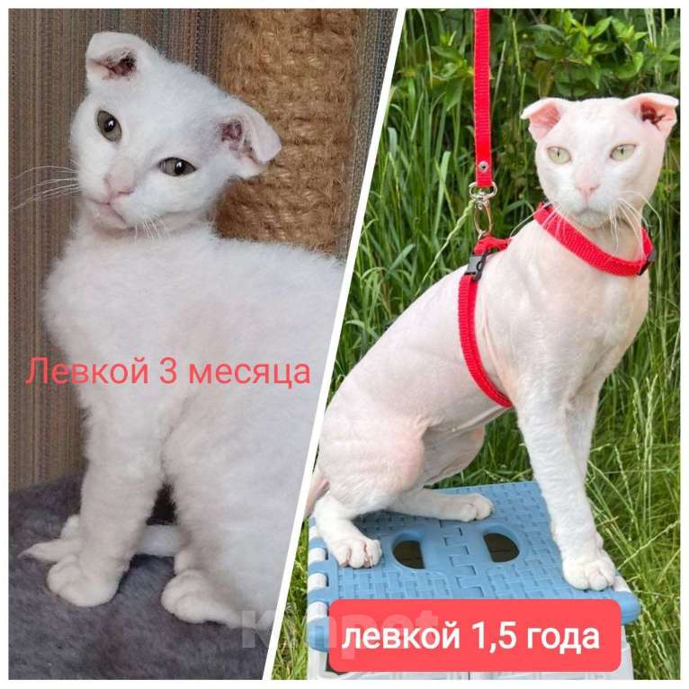 Кошки в Москве: Элитные котята левкой Девочка, Бесплатно - фото 6