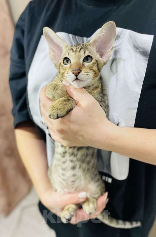 Кошки в Москве: Арамис Мальчик, 85 000 руб. - фото 2
