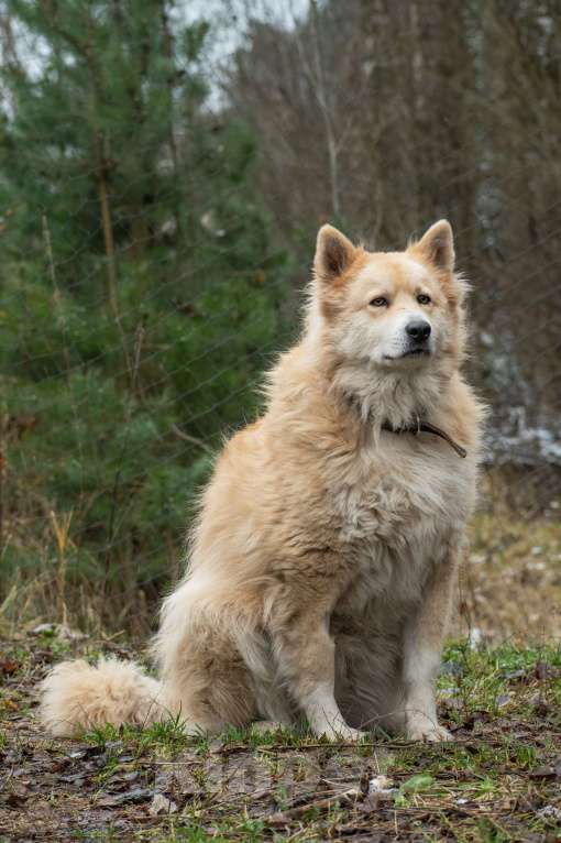 Собаки в Москве: Красавице Энжи очень нужен дом  Девочка, Бесплатно - фото 3