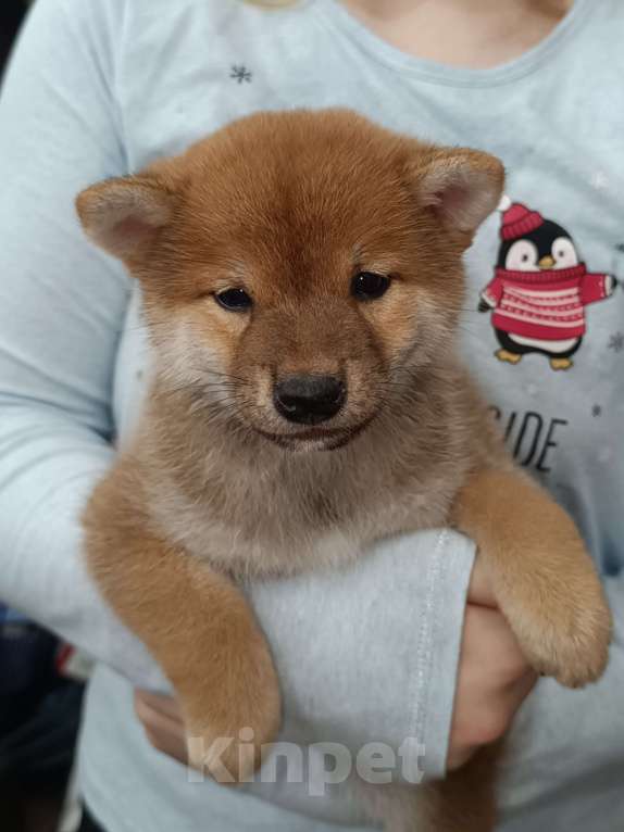 Собаки в Сертолово: Кобель Сиба щенок Мальчик, 60 000 руб. - фото 3