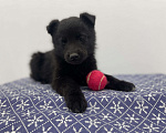 Собаки в Химках: Маленькая черная пантера Тоби  Мальчик, 1 руб. - фото 1