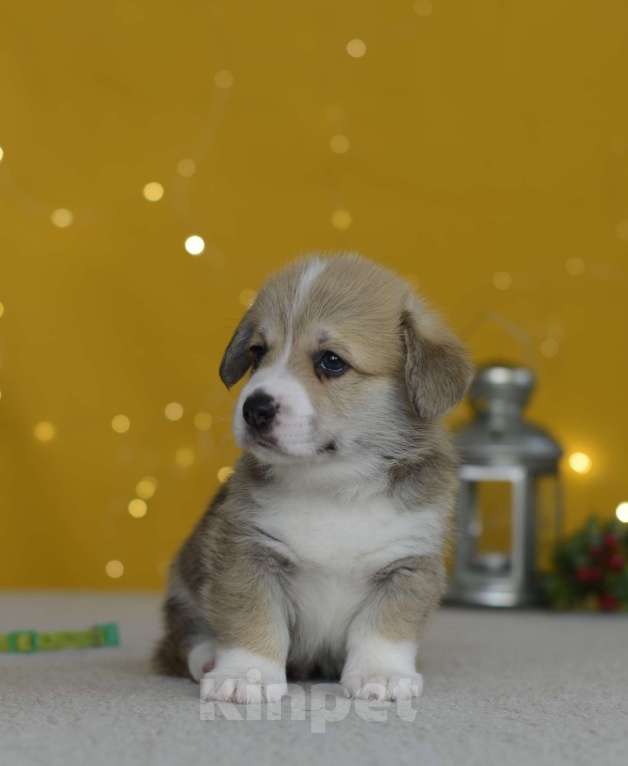 Собаки в Пензе: Щенки корги Разнополые, 60 000 руб. - фото 1