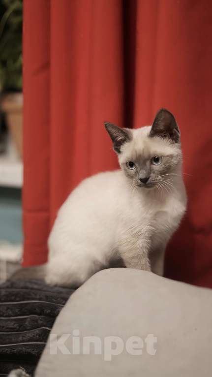 Кошки в Москве: Котенок Эльза  Девочка, 25 000 руб. - фото 2