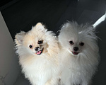 Собаки в Москве: Померанский шпиц малый Девочка, 25 000 руб. - фото 6