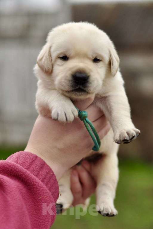 Собаки в Задонске: Мальчик Лабрадорчик Мальчик, 60 000 руб. - фото 4