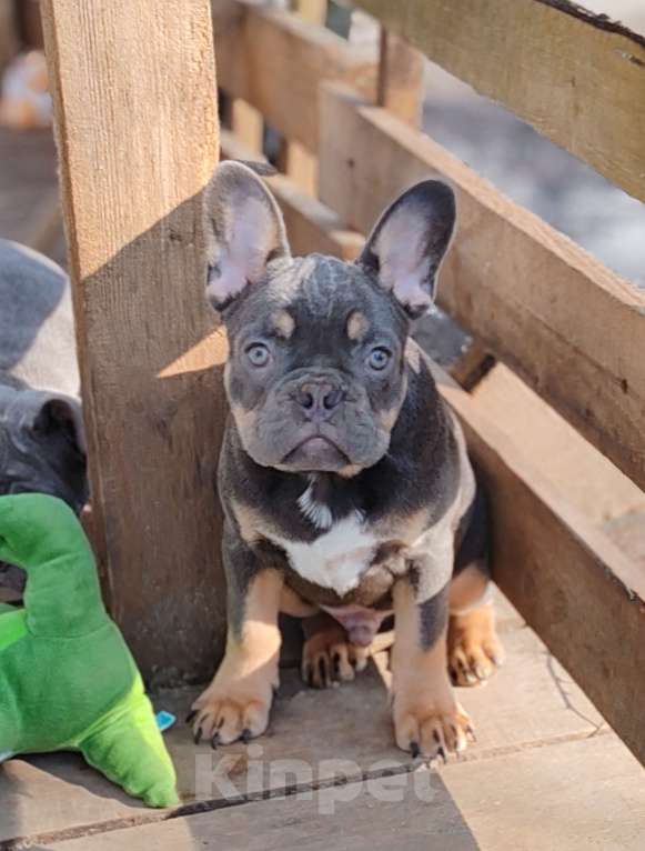 Собаки в Санкт-Петербурге: Бигроп Вельвет лиловый мальчик Мальчик, 80 000 руб. - фото 6