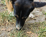 Собаки в Саратове: Одинокая девочка, ищет своих заботливых хозяев Девочка, 1 руб. - фото 4