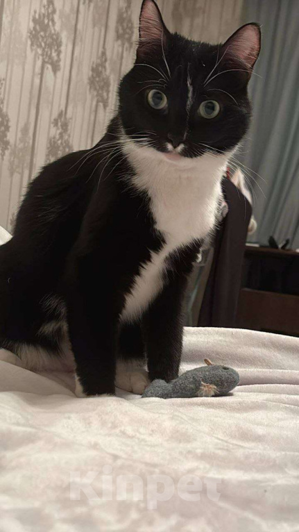 Кошки в Москве: Я кошечка Шошанна. И я классная. Девочка, Бесплатно - фото 8