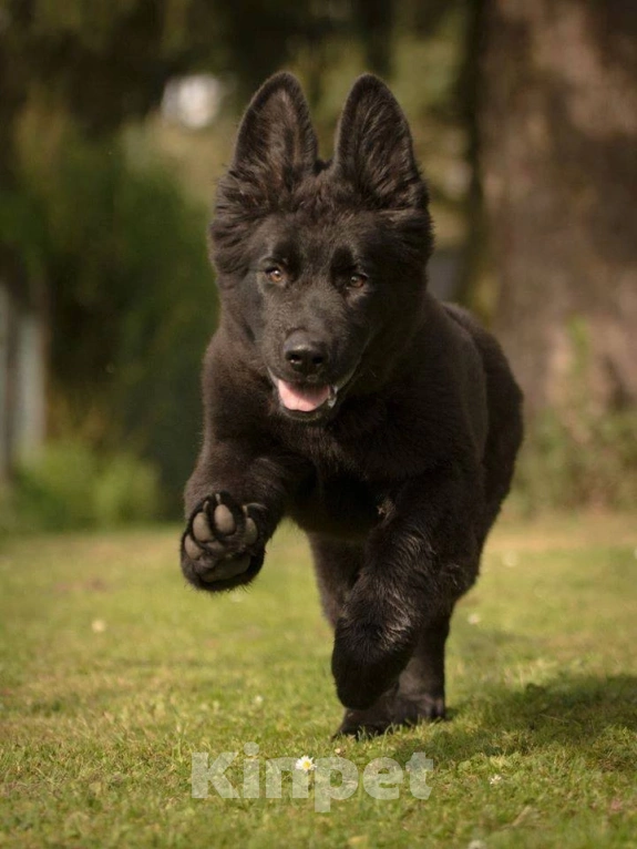 Собаки в Новосибирске: Подрощенная чёрная овчарка Девочка, 25 000 руб. - фото 2