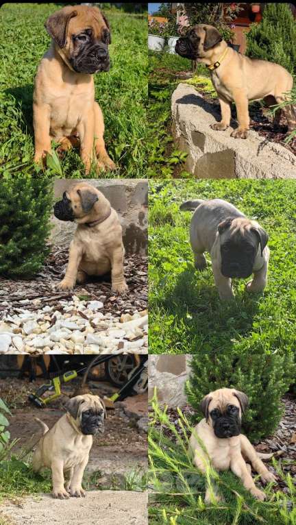 Собаки в Москве: Крепыш  Мальчик, Бесплатно - фото 2