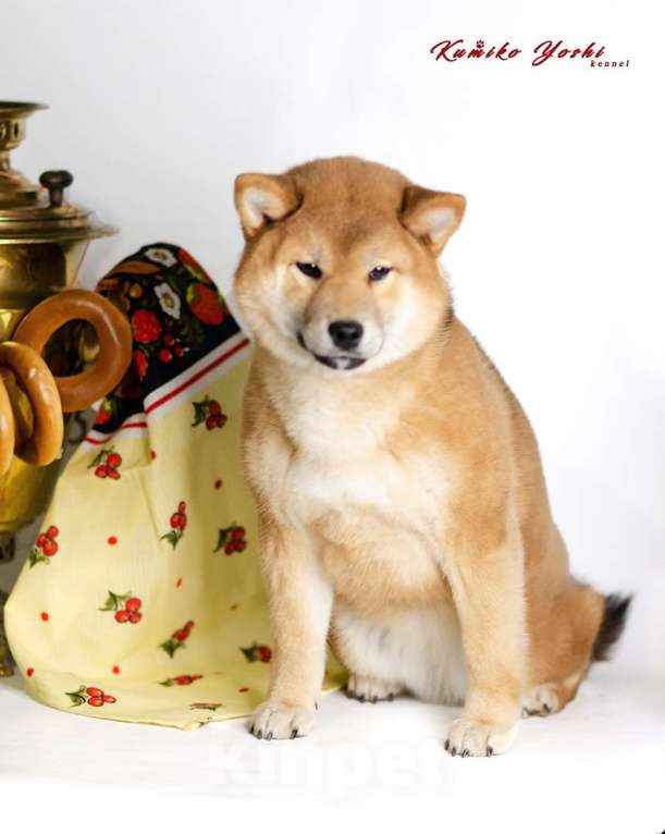 Собаки в Нефтекамске: Сиба ину девочка от родителей чемпионов РКФ Девочка, 75 000 руб. - фото 5