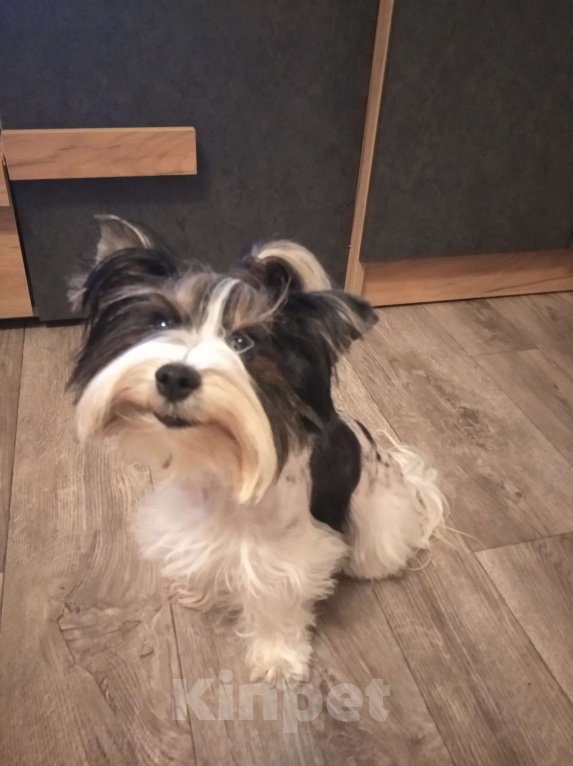 Собаки в Сатке: Щенки бивер йорка Девочка, 40 000 руб. - фото 3