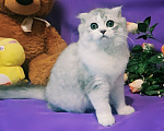 Кошки в других городах Крыма: Шотландская вислоухая девочка Девочка, 15 000 руб. - фото 3