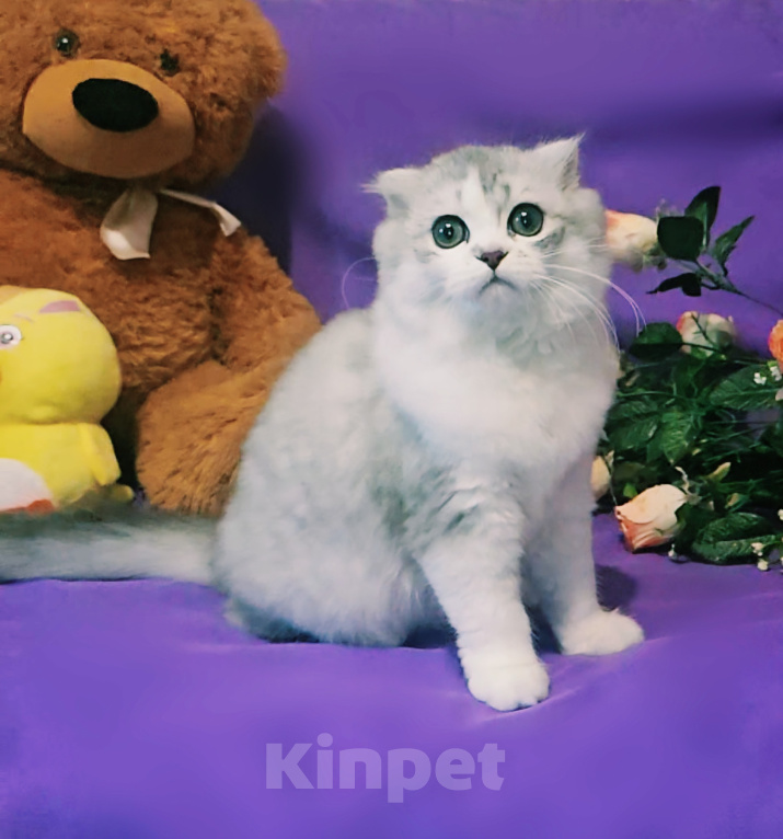 Кошки в других городах Крыма: Шотландская вислоухая девочка Девочка, 15 000 руб. - фото 3