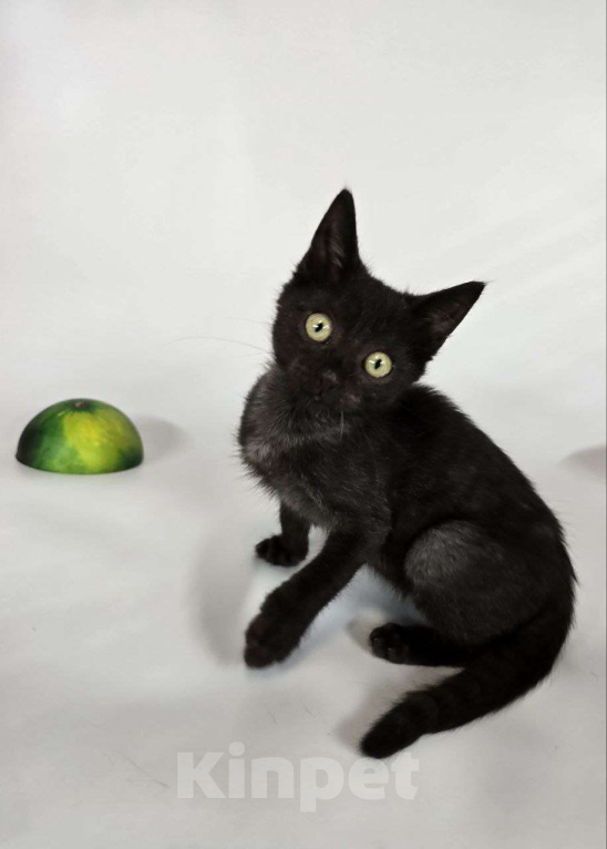 Кошки в Москве: Маленький бандит окраса черный дым ищет семью Мальчик, Бесплатно - фото 5