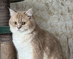 Кошки в Люберцах: Шотландские котята Мальчик, Бесплатно - фото 3