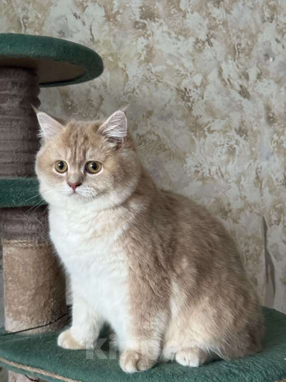 Кошки в Люберцах: Шотландские котята Мальчик, Бесплатно - фото 3