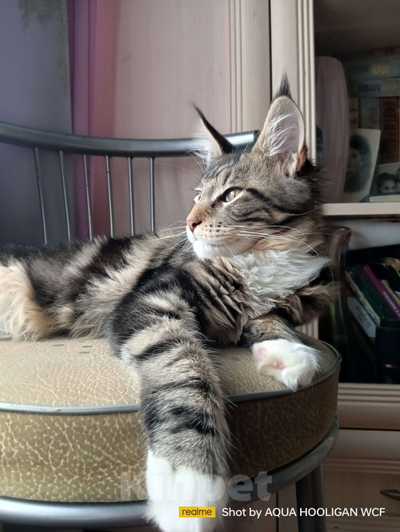 Кошки в Санкт-Петербурге: Bernadett Аква Хулиган Девочка, 65 000 руб. - фото 1